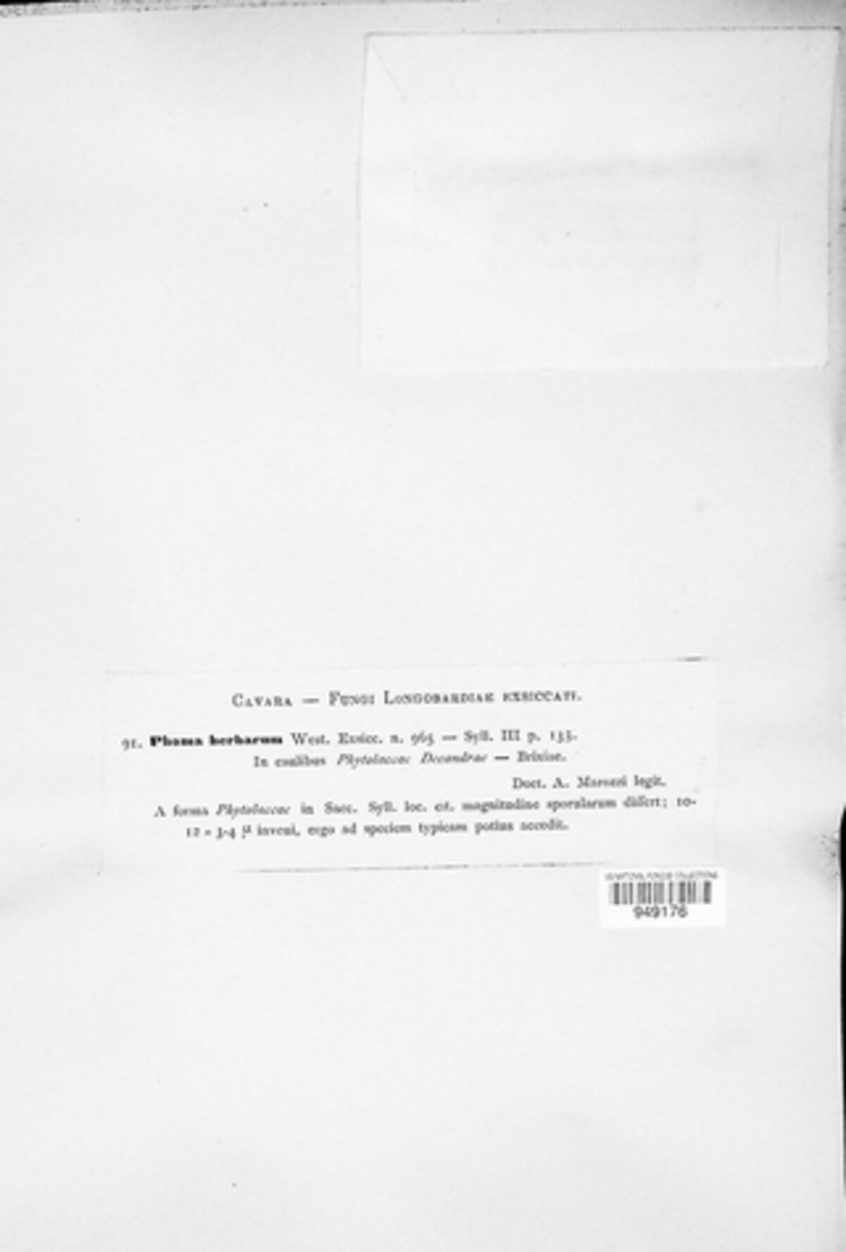Phoma herbarum image